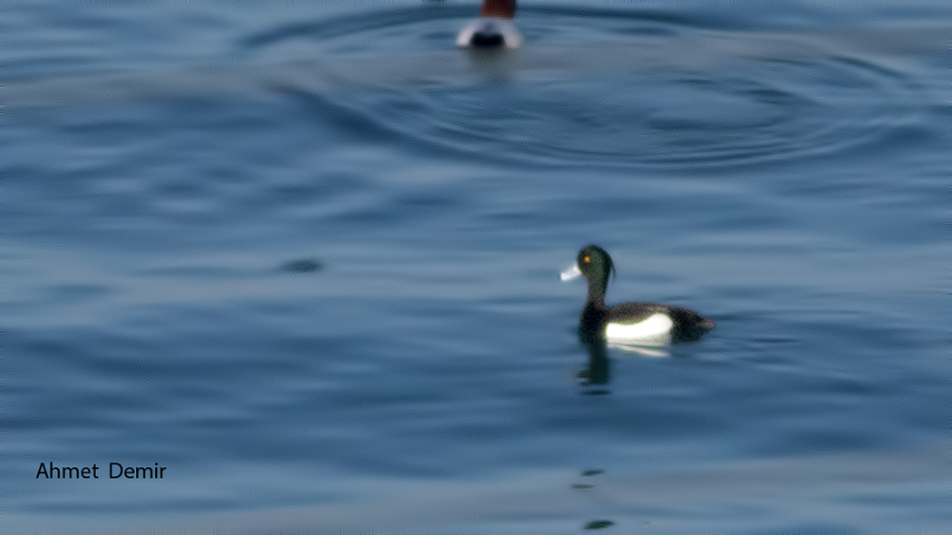 Tufted Duck — Ana fotoğraf